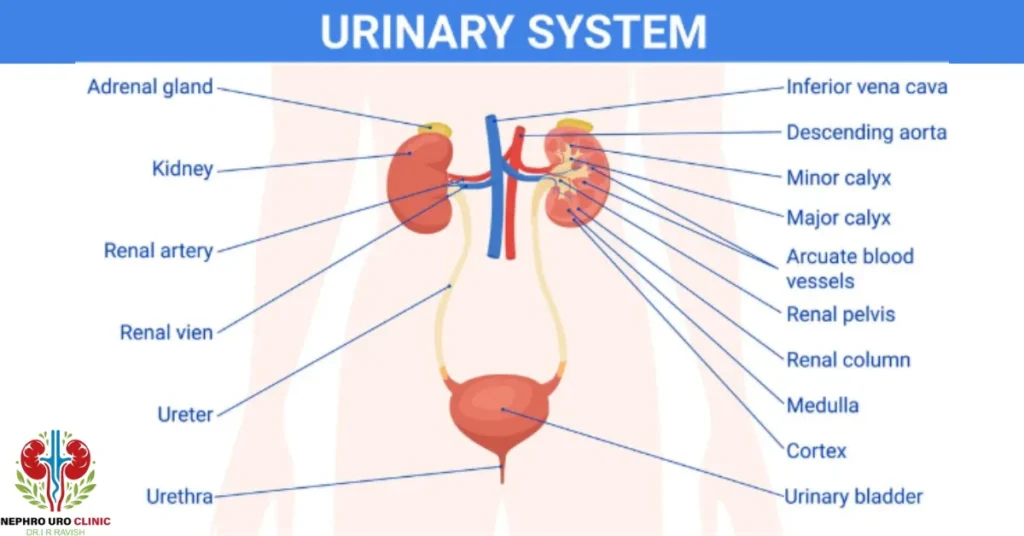 How to Prevent Urinary Tract Infections